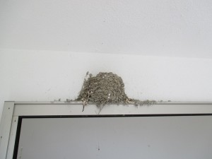 ツバメのつばめ