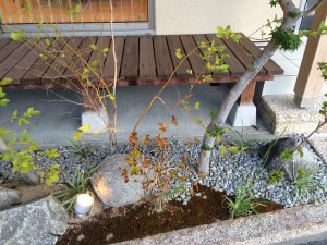 ブルーべりーの実