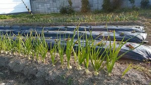 玉ねぎ
