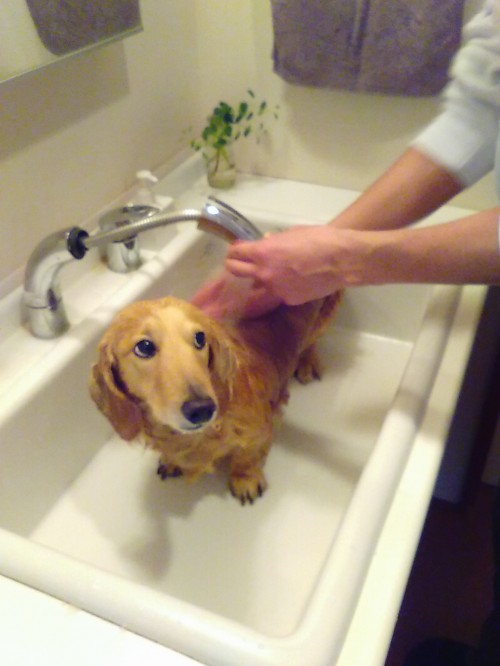 愛犬のシャンプー