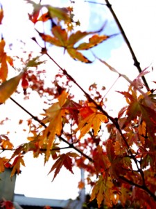 1年めの紅葉、それから・・・。