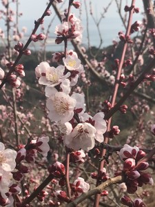 綾部山梅林