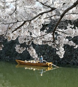 姫路城と桜No,2