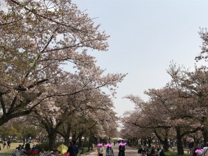 花見に行ってきました　！！！