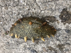 海釣りに行きましたが（時期尚早…?）。