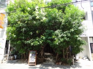三ノ宮の森カフェ