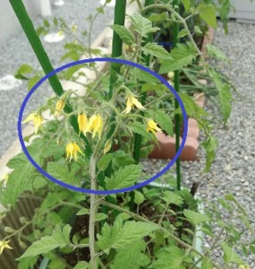 我が家の家庭菜園～2018～