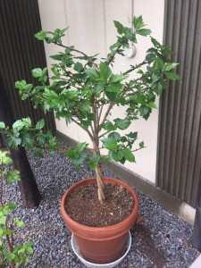 ハイビスカスの植え替え