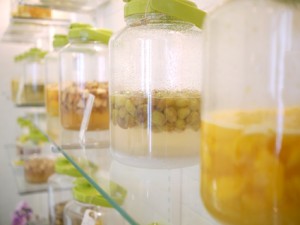 風邪をひきやすい季節に効果的、ミネラル発酵ドリンク教室