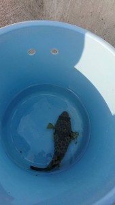 淡路島で釣りをしてきました！！