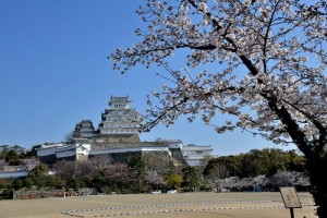 桜の季節になりました