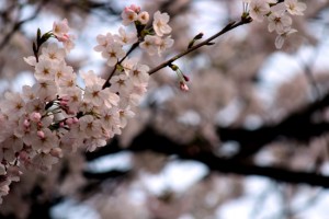 あすは『おうちマルシェ-』です！