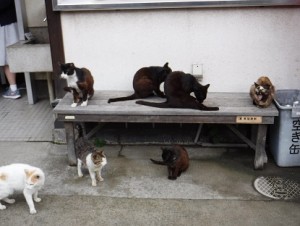 岡山の真鍋島へ行ってきました♪