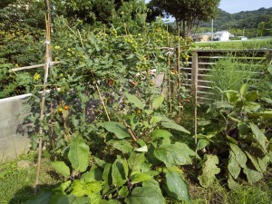 夏野菜、できました！