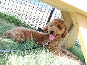 夏休みも終盤ですね。