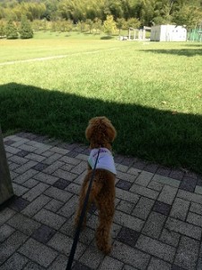 秋の空気になってきましたね♪
