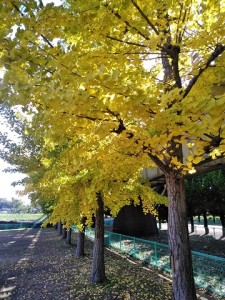 紅葉の季節ですね！！