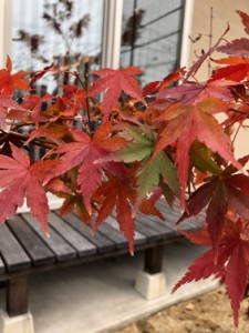◇◇姫路展示場もみじ便り◇◇