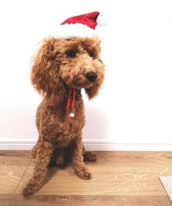 ☆Ｘｍａｓイブ☆