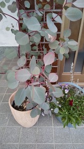 植木
