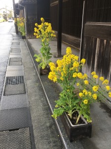 春の花が、咲き誇っています！！