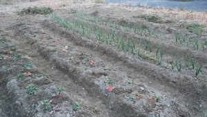 image0