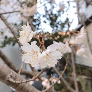 春の気配
