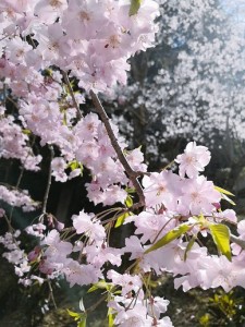 天保８年建築の武家屋敷