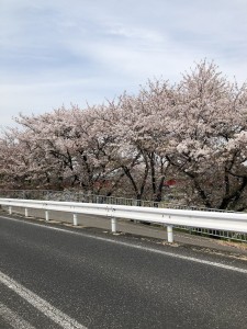 花見に行けない