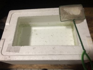 メダカをいただきました