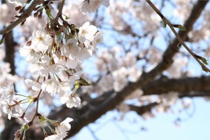 さくらの季節・・・地鎮祭でした～小野市にて、Y様邸～