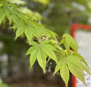 IMG_9063-1