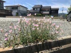 新たに始まります。