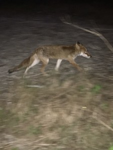 こんな夜道に、こんばんは！