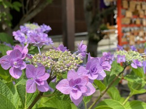 IMG_9140-1