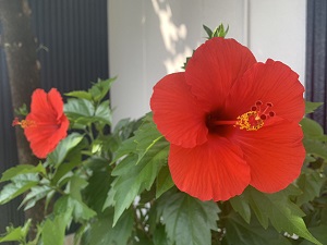 ハイビスカスの花が今年も開花しました(^^♪