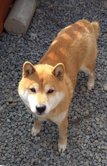 もふもふモフモフ♡