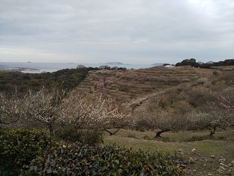 綾部山梅林へ