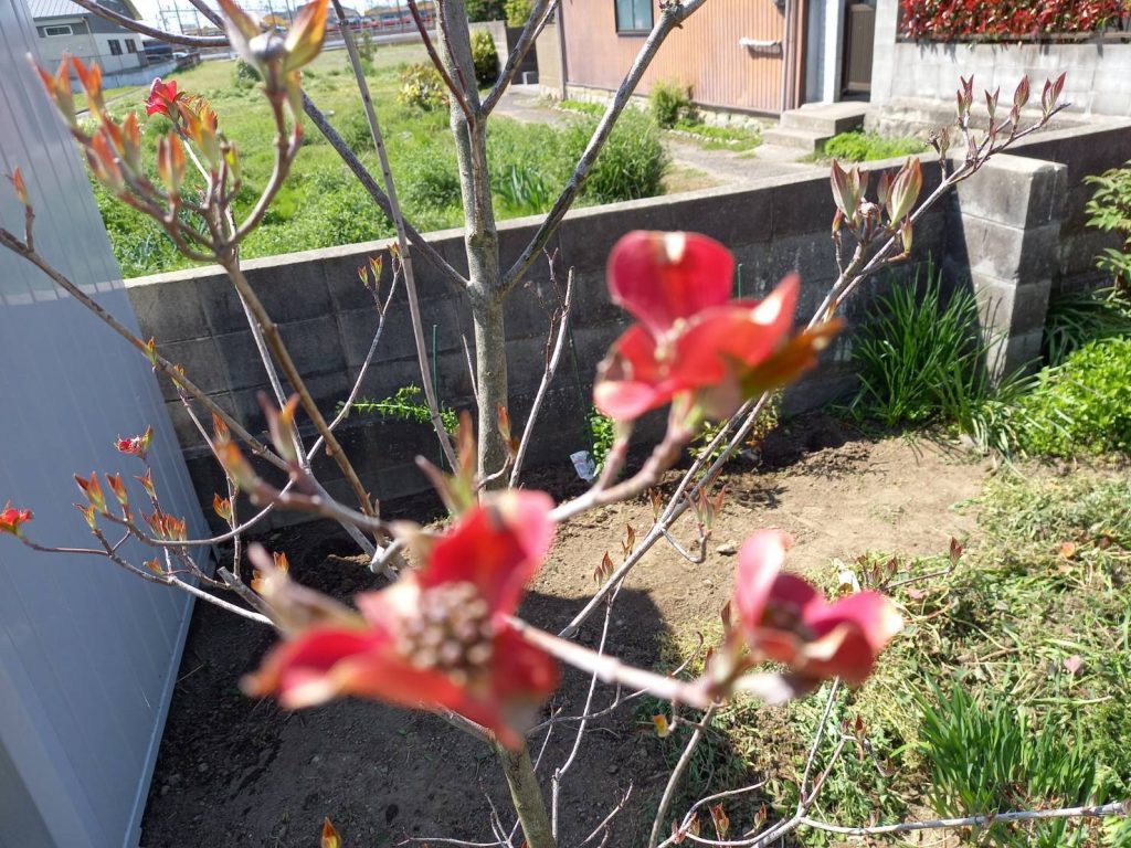 今見頃です♪
