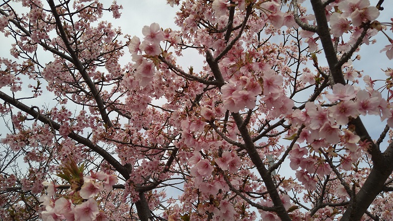 花曇り