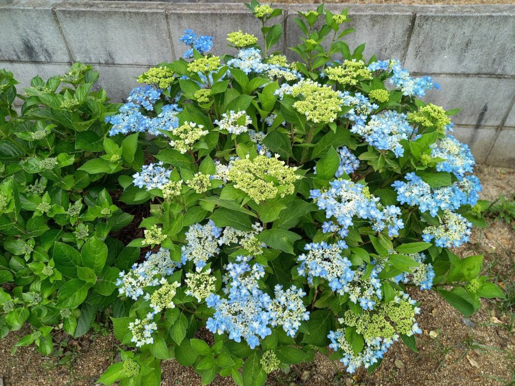 紫陽花が見頃です。