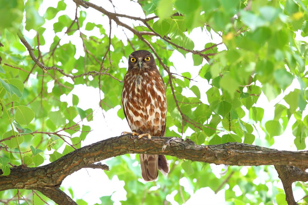 アオバズクと大木