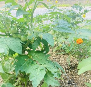 夏仕様です