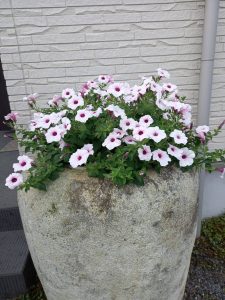 散歩の途中で