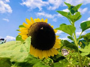 夏は暑くて当たり前？　パッシブデザイン