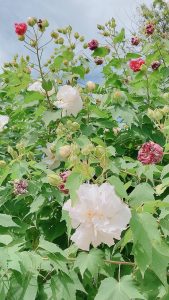秋の花????