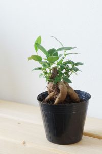 幸せの木