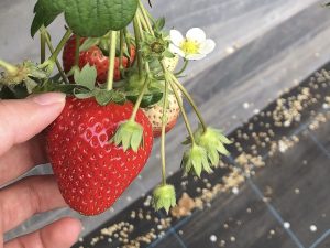 初めてのいちご狩り