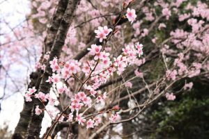 春のお彼岸ですね