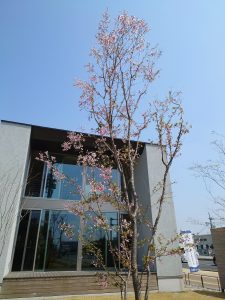 春がきましたね♪